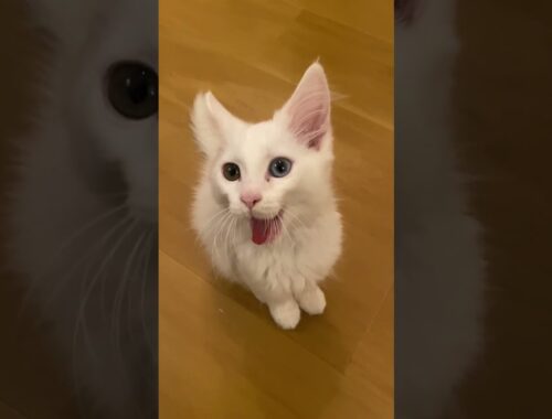 Kitten Yawning.#kitten #cat #whitecat #cute #yawning #子猫 #猫 #白猫 #子猫のあくび