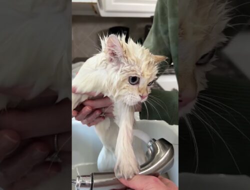 Bathing a Cat is CHAOS