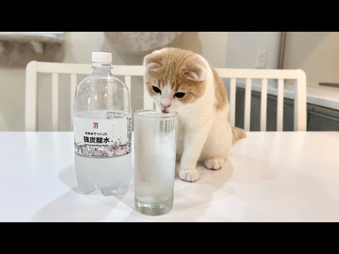 生まれて初めて炭酸水を舐めたら子猫がこうなっちゃいました…笑
