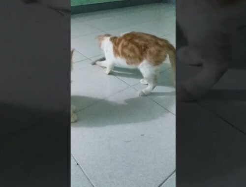 Kucing Kucing Lucu Imut "Wado apa saja dibuat main" @raikastro9903
