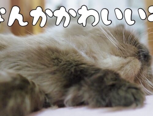 可愛い猫！癒し注意！ラグドール猫！｜抱っこが好きな猫 ｜ヒマラヤン猫｜甘える猫