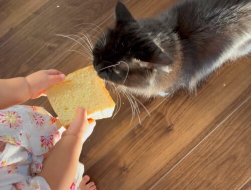 赤ちゃんが持っていたパンを遠慮なくかじる猫　ラガマフィン　Cat eating bread that baby had