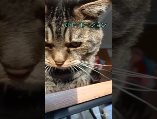 猫パンチ炸裂！左フックからの左ジャブ！！/オンライン日本語教師がお届けする日本！の猫