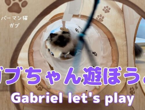 バーマン猫ガブとラフ【ガブちゃん遊ぼうよ】Gabriel let's play（バーマン猫）Birman/Cat