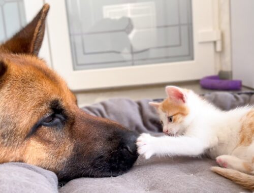 Cutest German Shepherd Loves to Play with a Tiny Kitten