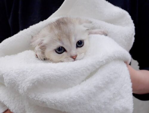 A cute kitten that melts after taking a bath.