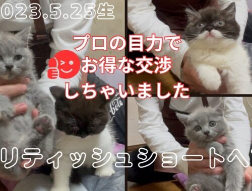 【ブリティッシュショートヘア子猫】愛らしき3姉妹