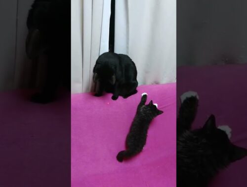 スパイダーニャン参上！#cat  #short #セルカークレックス  #blackcat #黒猫 #猫