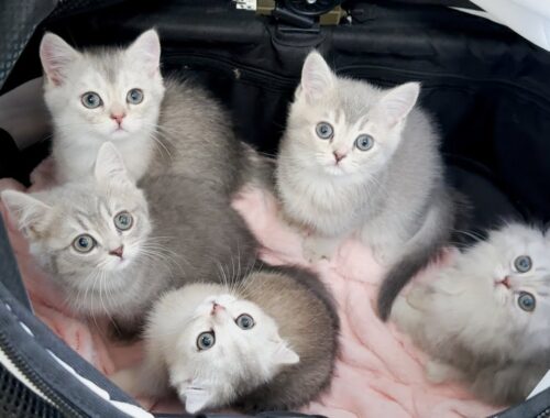 Five kittens go to the animal hospital for the first time.