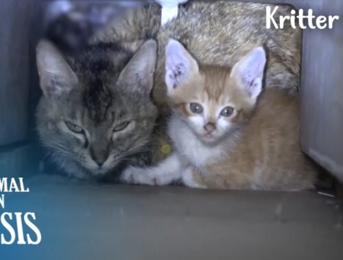 HELP! Mother And Two Kittens Stuck In A Wall Pillar.. l Animal in Crisis Ep 380