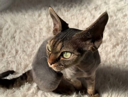 絨毯の上でグルーミングするデボンレックス子猫です(Devon Rex kitten grooming on the carpet)