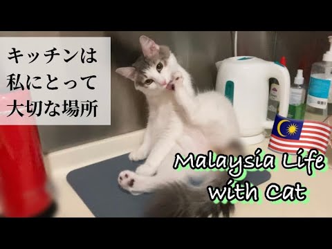 【🇲🇾Malaysia生活】緊急事態コンドミニアム水回りトラブル 超長スッポン大活躍 〜森猫おはぎの遊雅な日常 in MALAYSIA〜 #マレーシア移住 #猫と海外移住 #MalaysiaLife