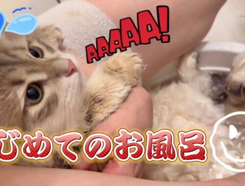 初めてのシャンプー -たんくん編- サイベリアン子猫とお風呂タイム
