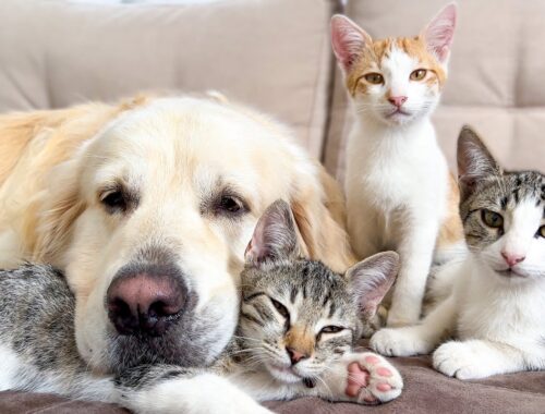 Unbelievable Friendship Story: Kittens and Golden Retriever's Heartwarming Bond
