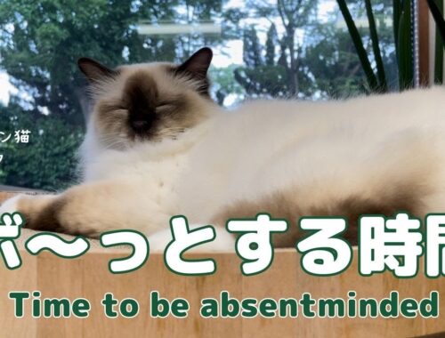 バーマン猫ラフ【ボ〜っとする時間】Time to be absentminded（バーマン猫）Birman/Cat