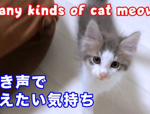 【ノルウェージャンフォレストキャットの魅力】意味別！！鳴き声全集【驚異のコミュ力３】/Many kinds of cat meows.