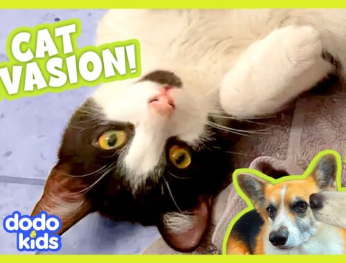 These Cats Are Causing Chaos! | Dodo Kids