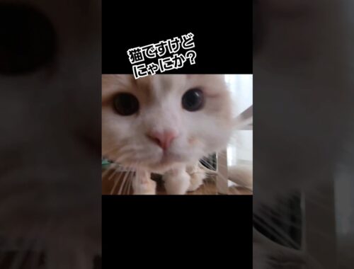 猫です #ラガマフィン #猫動画 #cat #子猫 #サマーカット #癒し #shorts