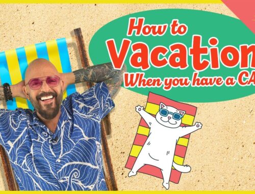 What to Do For Your Cat When You Go Away on Vacation!