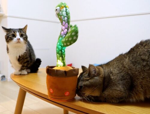 Cat Kiki pushes the cactus under the table because it is noisy