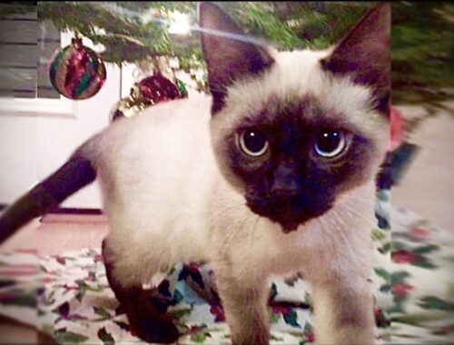 Merry Christmas from Simon the Siamese Cat #shorts