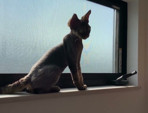 デボンレックス子猫は高い所が好きです(Devon Rex kitten likes to be at high places)
