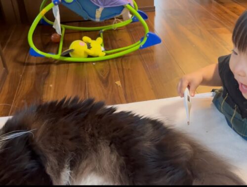 発熱した赤ちゃんからイタズラされる猫　ラガマフィン　Cat taking body temperature from baby