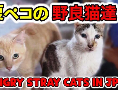 腹ペコの野良猫達に餌を与えるPart1【日本旅行記録★沖縄】【猫の里親募集中😿💕】