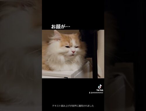 眠さの限界を迎えた子猫 #ラガマフィン #猫動画 #cat #子猫 #shorts