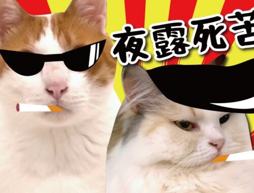 猫たちがグレてしまいました【関西弁でしゃべる猫】