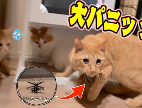【閲覧注意】猫だらけの家に侵入してきたカミキリムシの悲惨な末路がこちら...。