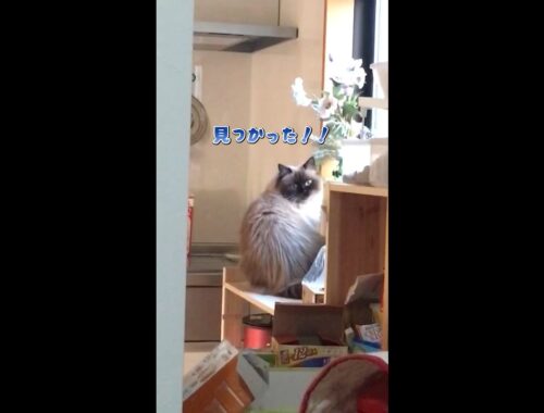 悪戯の注意の仕方  #cat #猫  #shorts  #ヒマラヤン