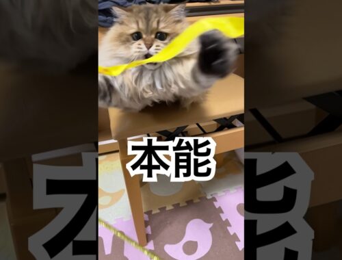 【本能】ペルシャ猫