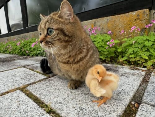 Coco and Lili the cats take a walk in the park with tiny chicks