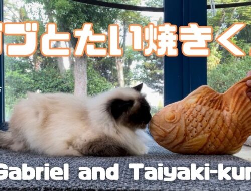 バーマン猫ガブ【ガブとたい焼きくん】Gabriel and Taiyaki-kun（バーマン）Birman/Cat