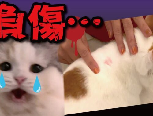 先住猫が負傷しました…【関西弁でしゃべる猫】
