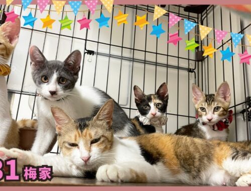【猫 旅立ち】保護した野良猫が生んだ子猫たち。幸せなずっとのおうちへ✨【子猫の誕生から成長まで・梅家31】kitten
