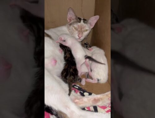 Cute newborn kittens fighting for mother's milk | 01 |