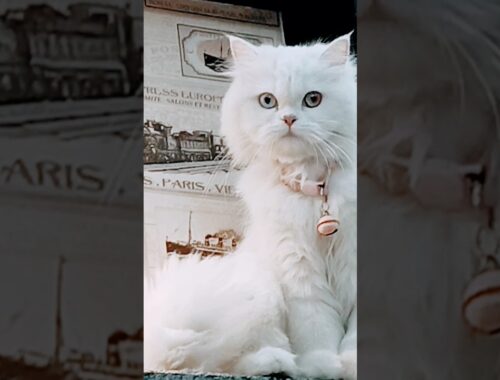 Cute cat💝 #cutiepie #cute #cat #cats #shorts #kucinglucu #pets  #funniestanimals  @bellatheprincess