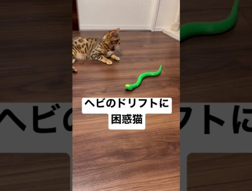 【頭文字C】ドリフトするヘビのおもちゃに困惑するベンガル猫【InitialCat】
