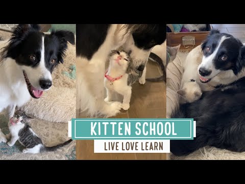 Kitten School -- Live Love Learn