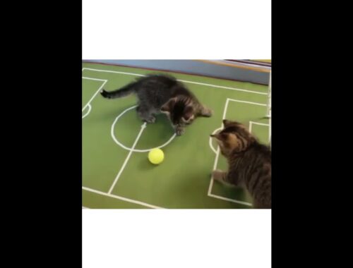 Funny cats videos, These cute cats are playing football!🥰Gray cat vs brown cat who will win?😜#shorts