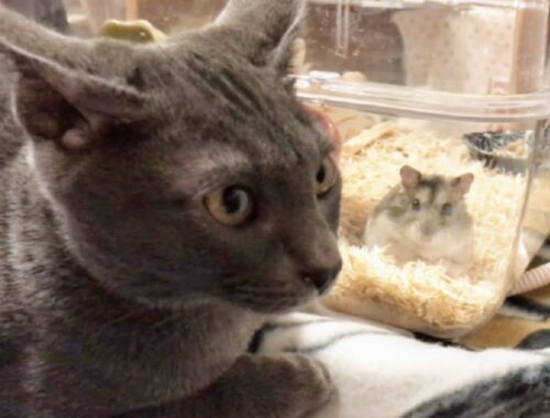Cat likes going to bed with Hamster | Lucky Korat Cat