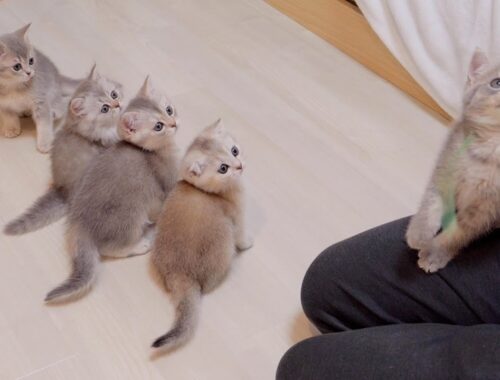 Kittens waiting their turn to play with their owners are too cute...