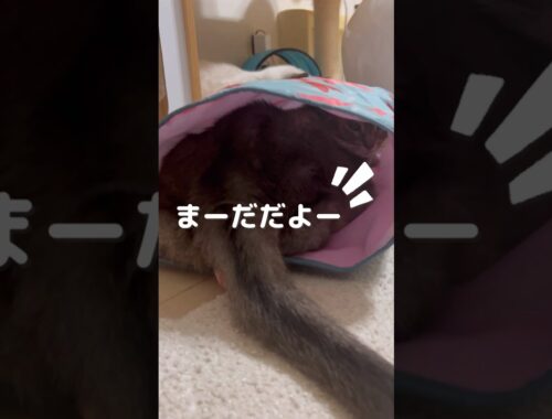 かくれんぼ #shorts #猫動画 #アビシニアン #ノルウェージャンフォレストキャット #サイベリアン #cat #まな猫