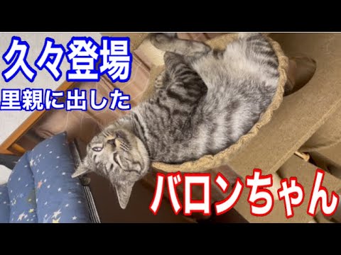 左手のない野良猫のキセキ　里親に出したシャム子の子猫バロンちゃん。#保護猫 #cat #kitten #こねこ #癒し #ねこ