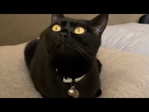 猫のトイレがオモカワすぎる！black bombay cat(黒のボンベイ猫) ４匹多頭飼い