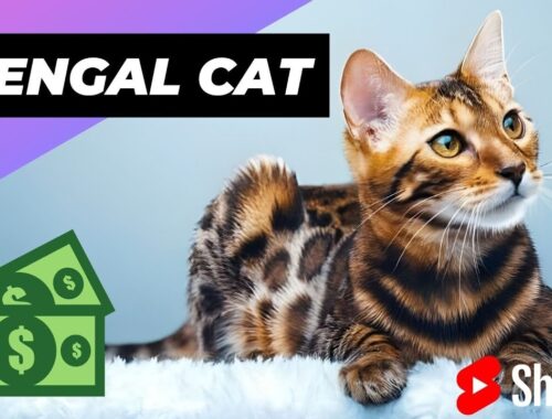 Bengal Cat 🐱 One Of The Most Expensive Cats In The World #bengalcat #expensivecats #cats