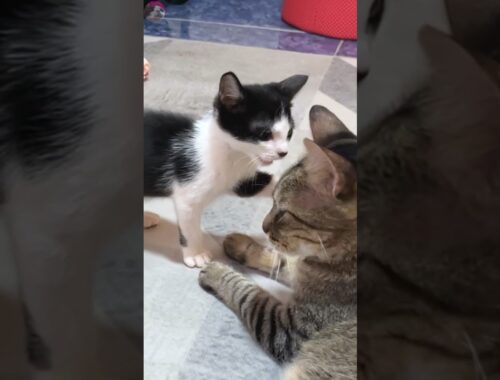 A rescued kitten talking to a big cat and acts mercilessly #shorts