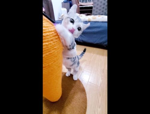 [子猫] 遊んでる子猫の姿が可愛いです  #S13
